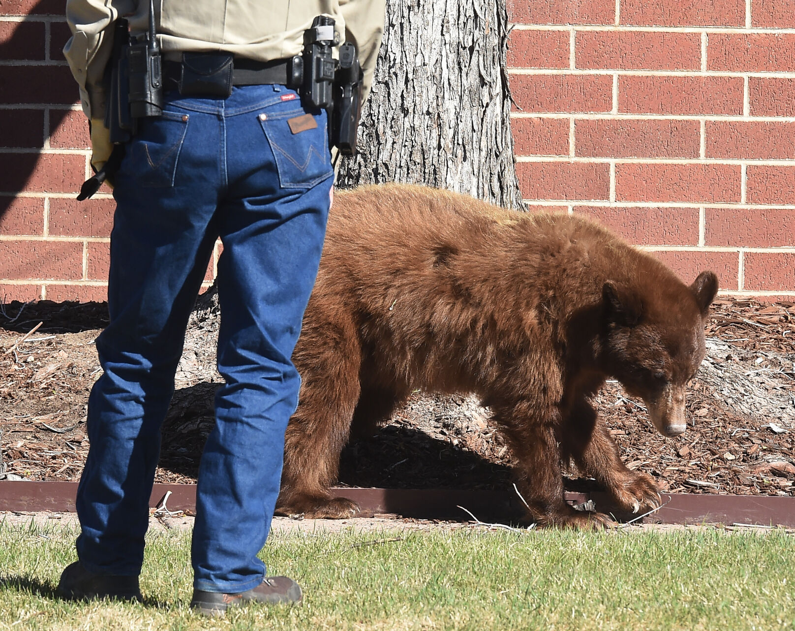 043121-news-bear 12.JPG